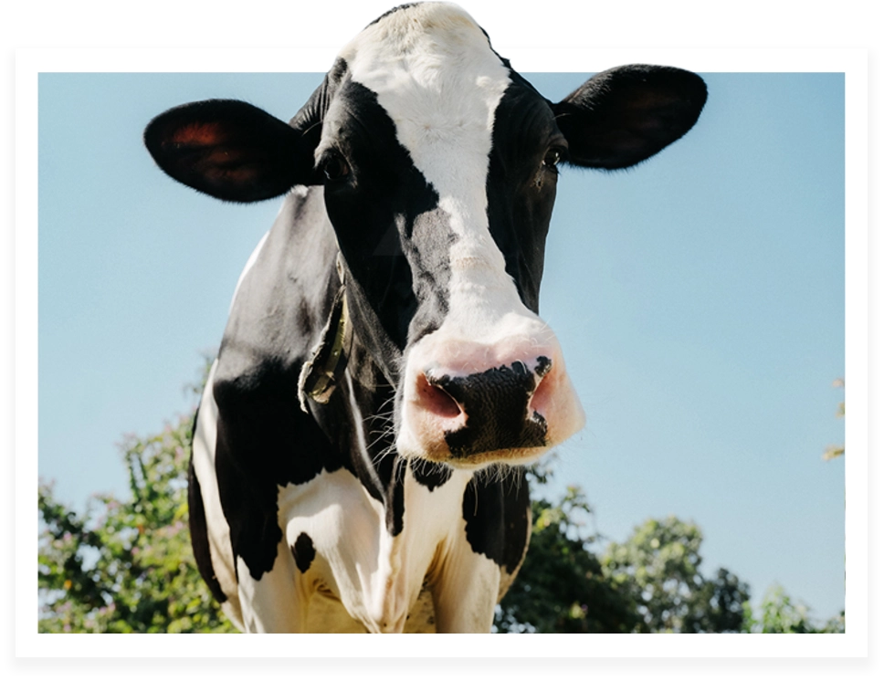 Godrej Agrovet is listed